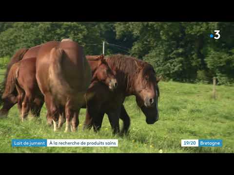 A Briec-de-l&#039;Odet (Finistère), l&#039;une des rares fermes en France à produire du lait de jument