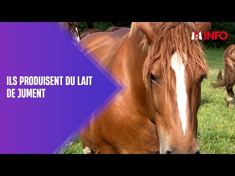 Au cœur d&#039;une exploitation de lait de jument