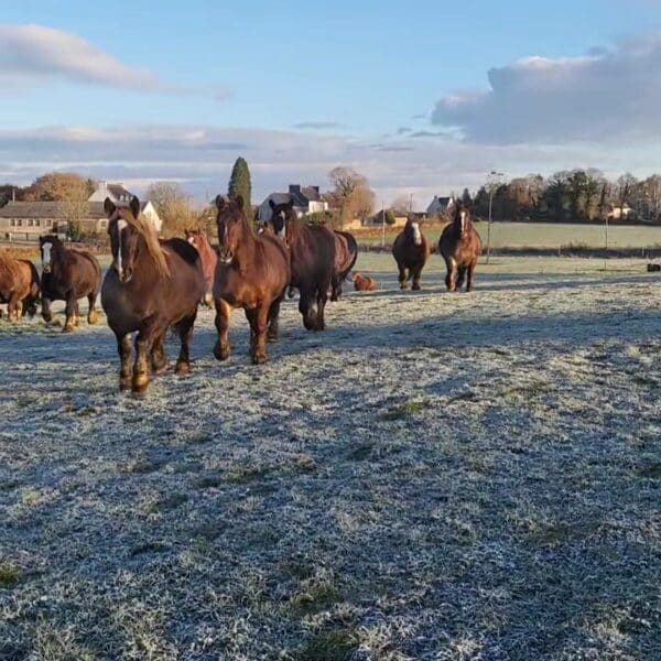 Troupeau de chevaux de trait Breton - La Jumenterie de Cornouaille